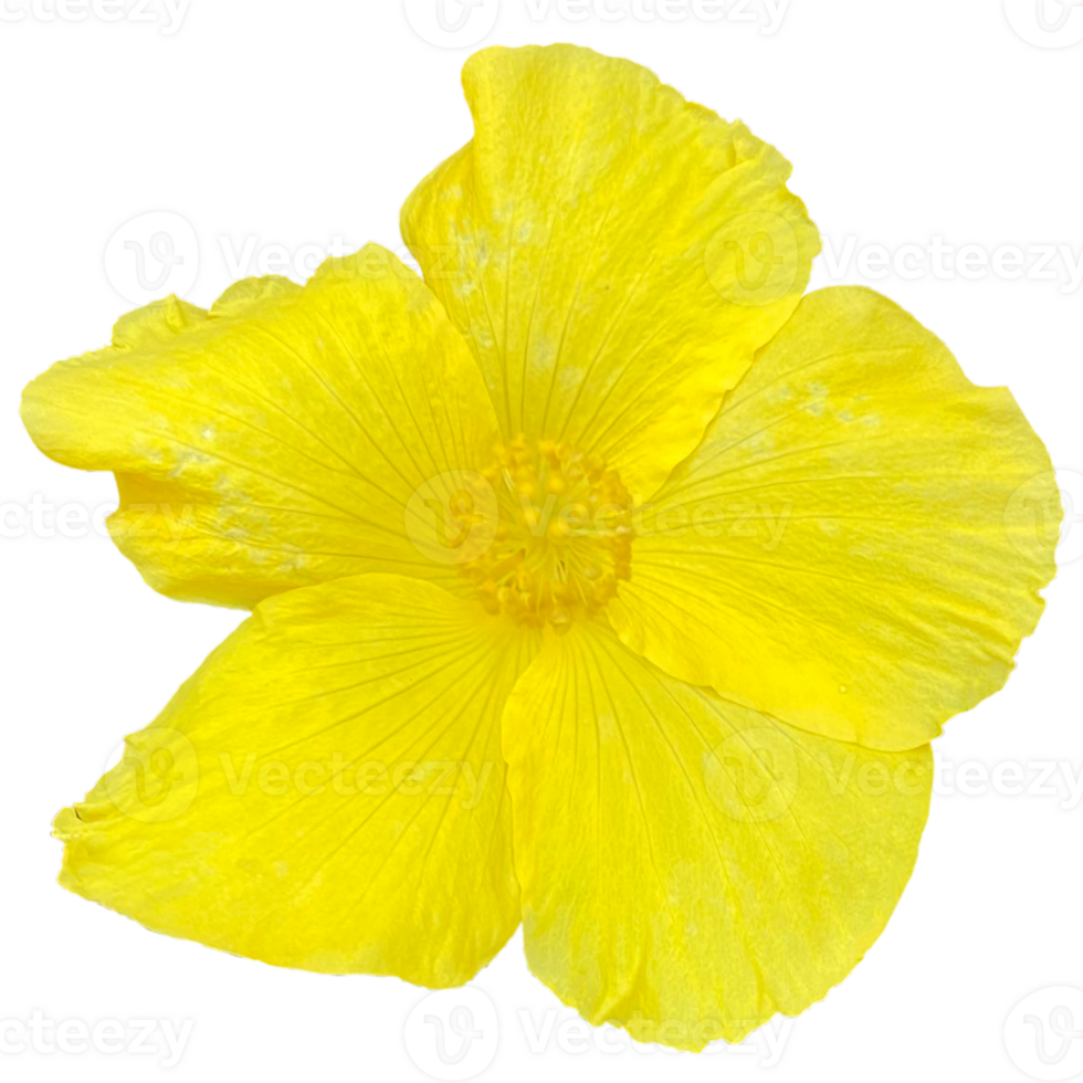 Tropical Hibiscus Butterfly plant png