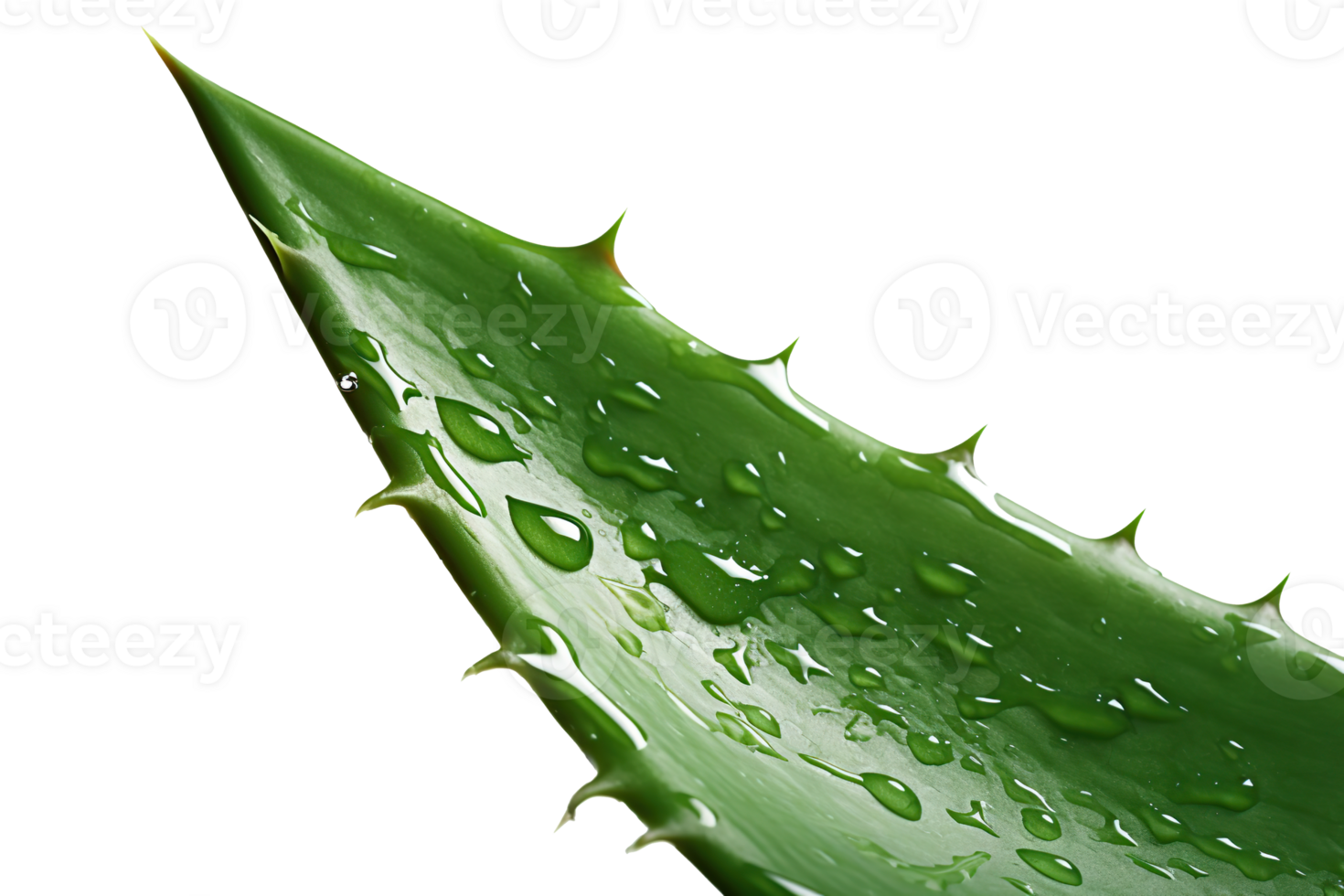 Aloe vera isolated on white or transparent background cutout. Generative AI png