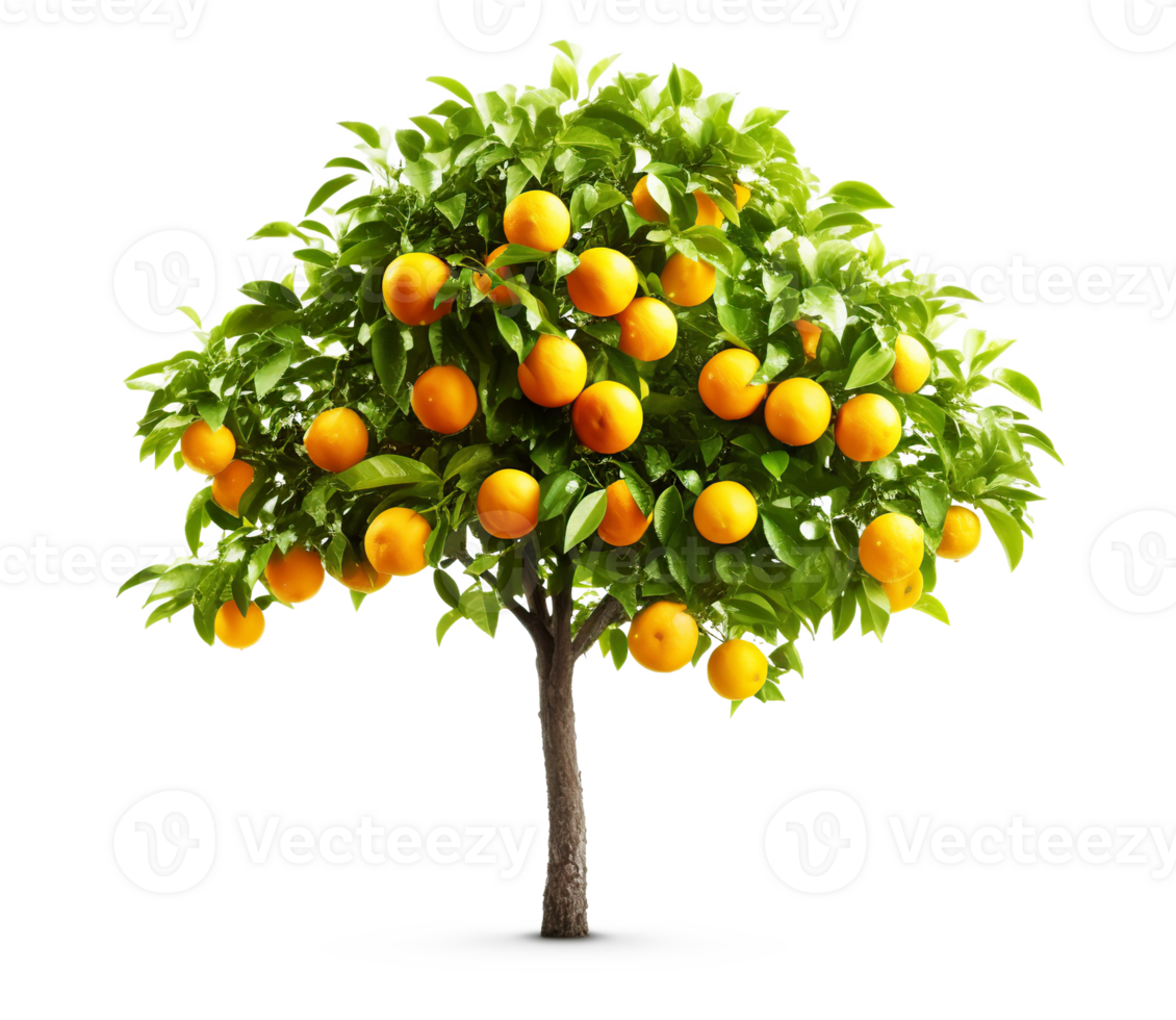 Orange tree isolated on white or transparent background cutout. Generative AI png