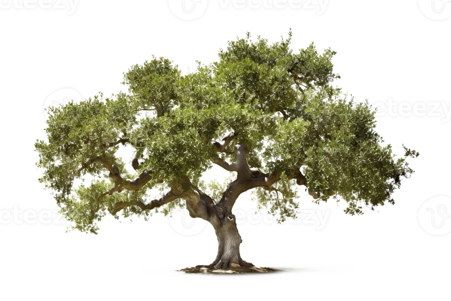Tree isolated on white or transparent background cutout. Generative AI png