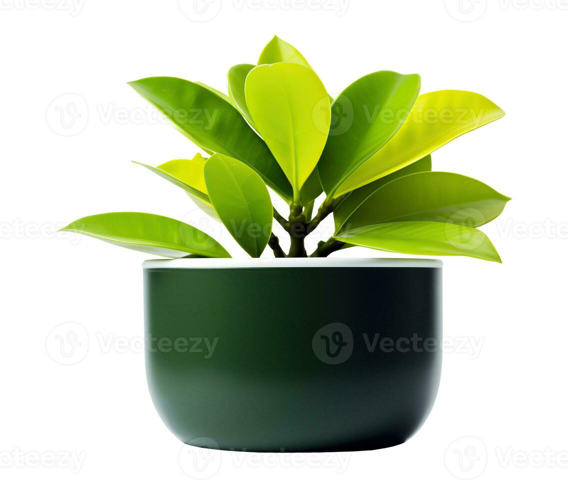 potted plant isolated on white or transparent background cutout. Generative AI photo