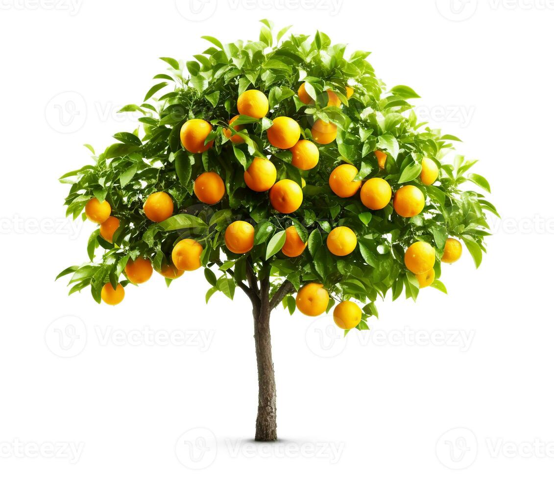 Orange tree isolated on white or transparent background cutout. Generative AI photo