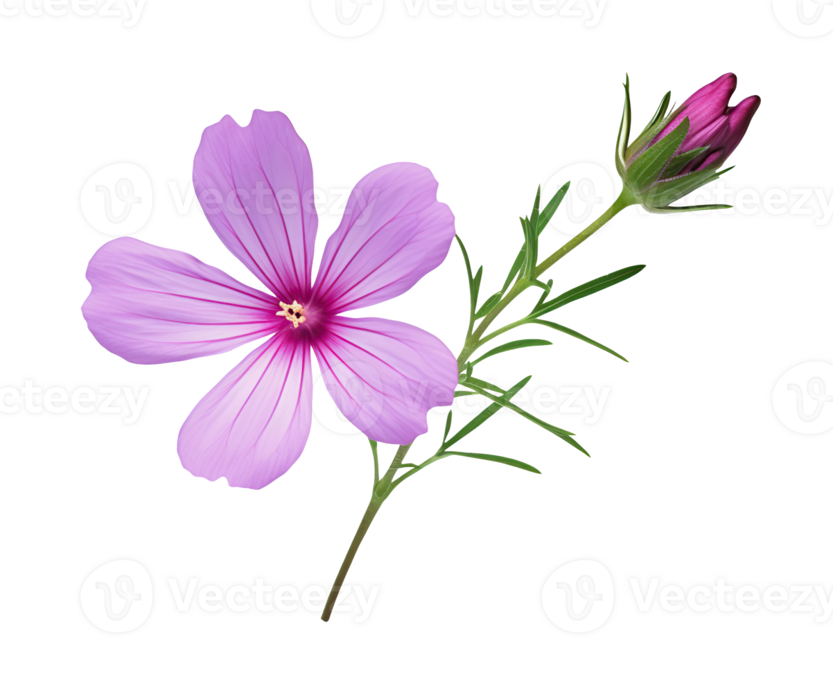 rosa blomma isolerat på vit eller transparent bakgrund Skära ut. generativ ai png