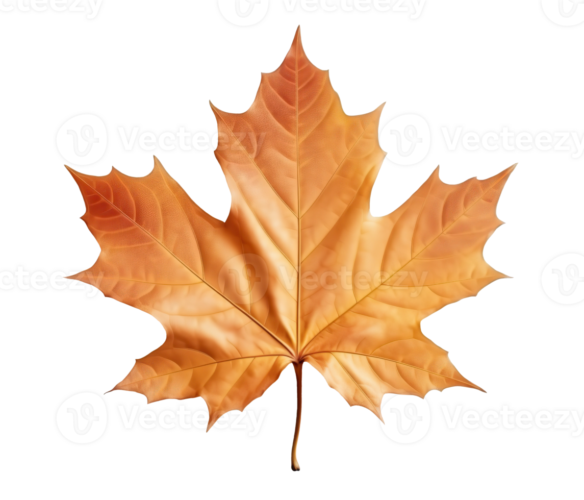 Orange maple leaf isolated on white or transparent background cutout. Generative AI png