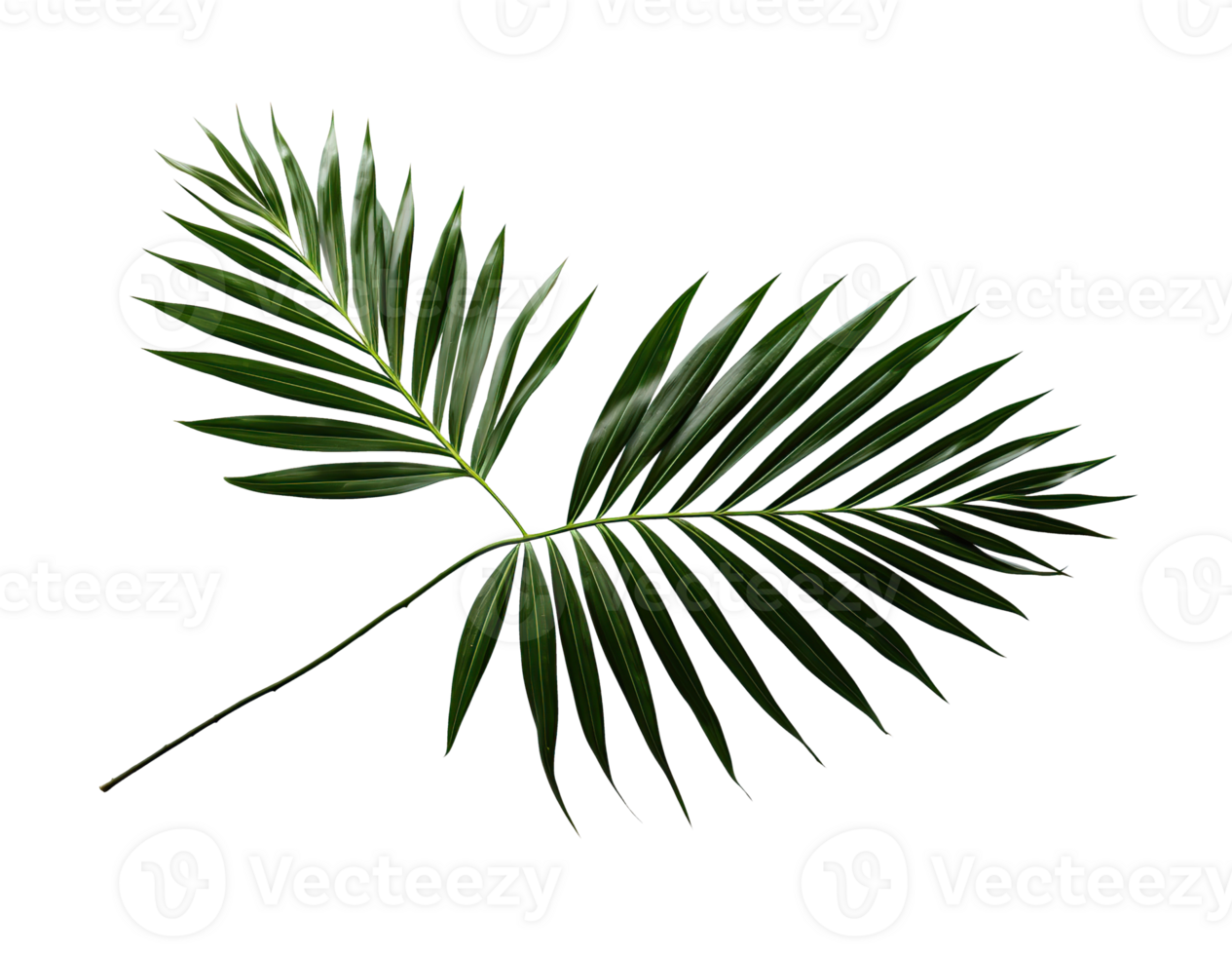 Tropical palm leaf isolated on white or transparent background cutout. Generative AI png