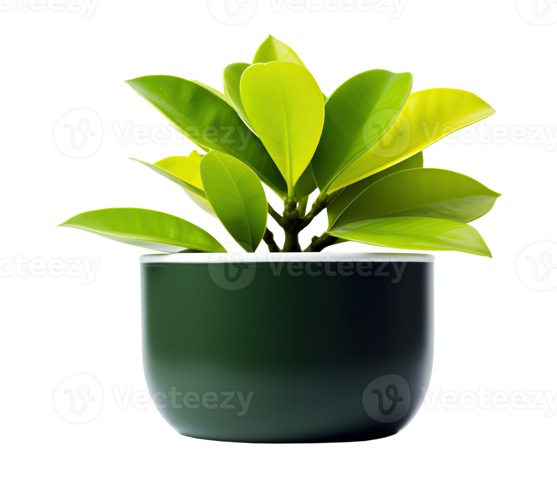 potted plant isolated on white or transparent background cutout. Generative AI png