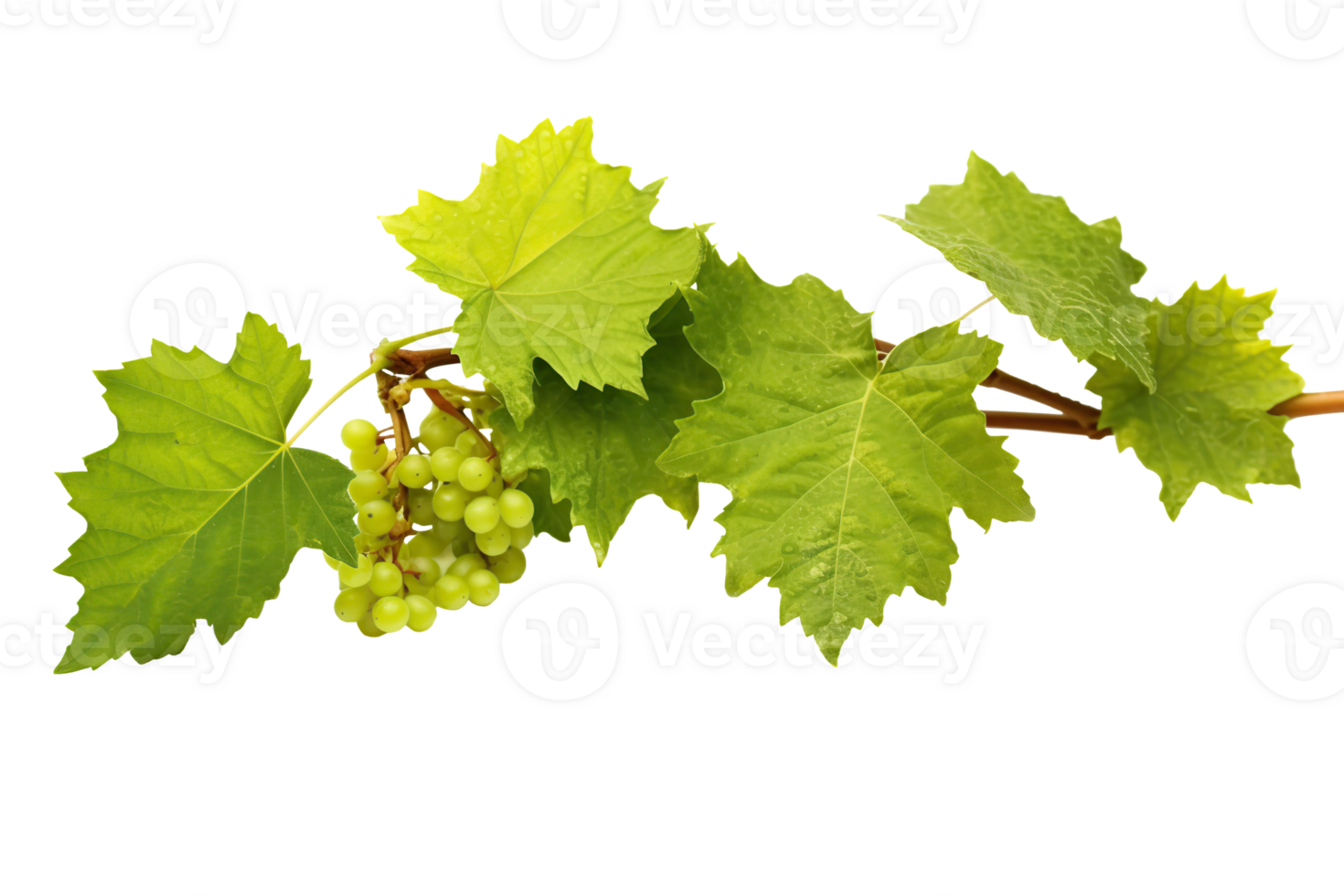 Grape plant isolated on white or transparent background cutout. Generative AI png