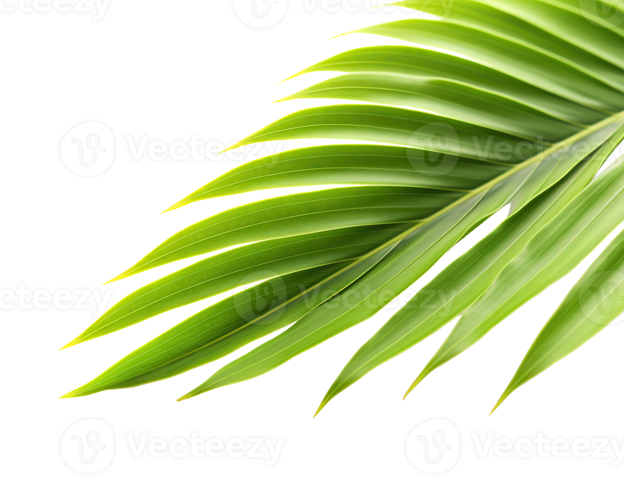Tropical palm leaf isolated on white or transparent background cutout. Generative AI png