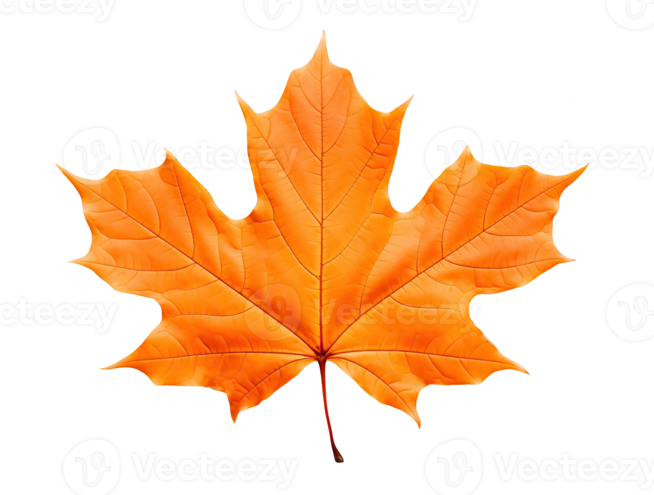 Orange maple leaf isolated on white or transparent background cutout. Generative AI png