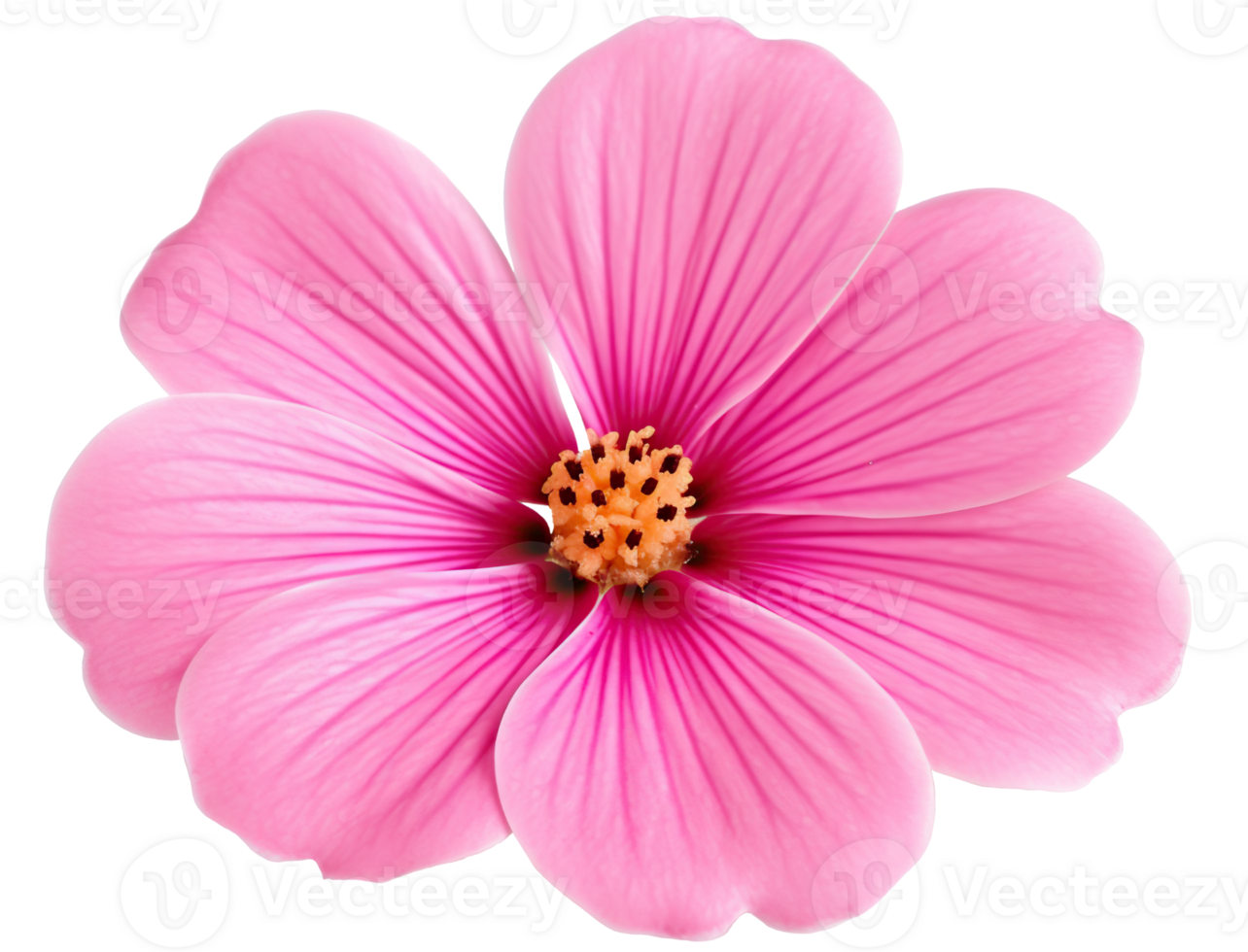 Pink flower isolated on white or transparent background cutout. Generative AI png