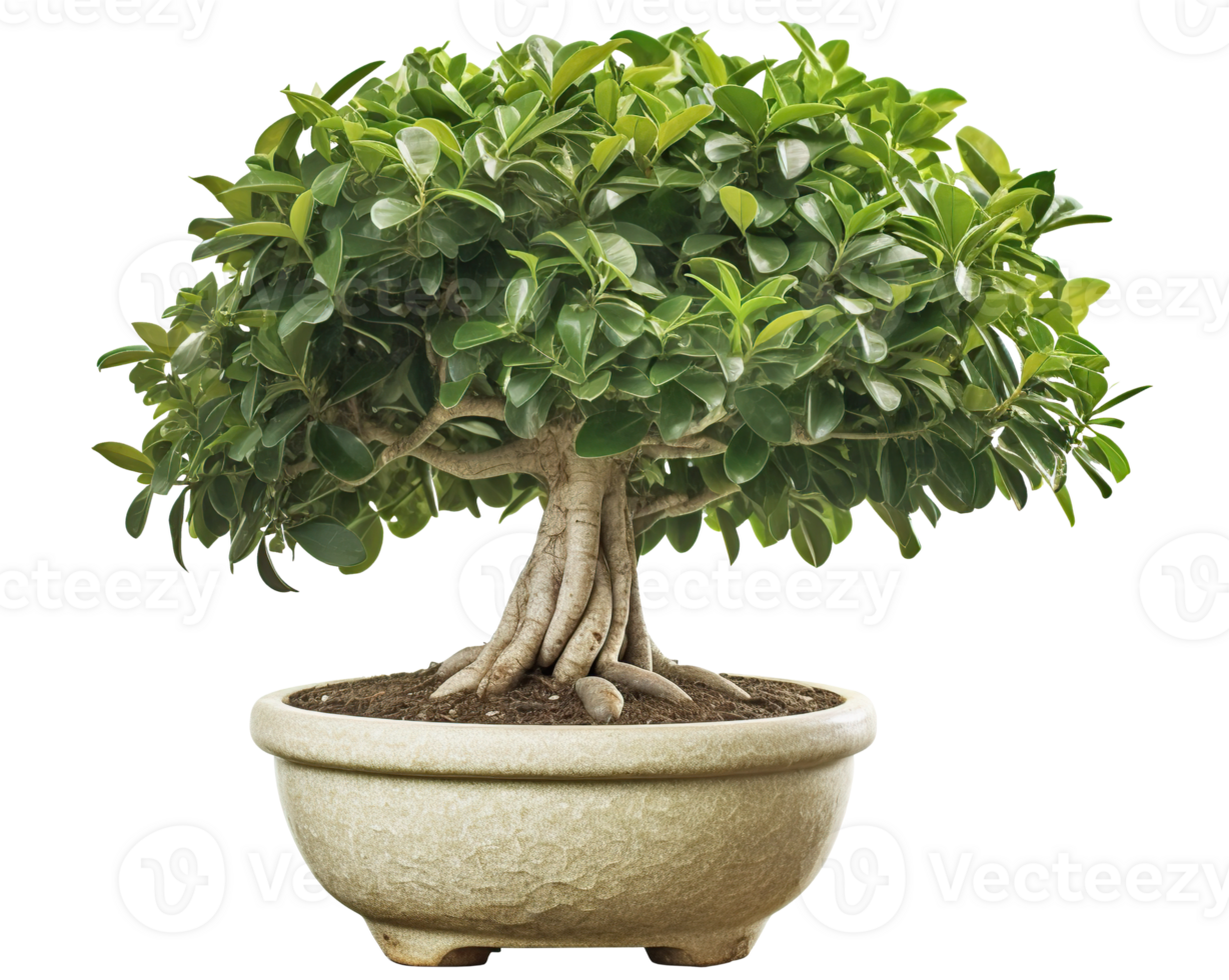 ficus bonsai isolerat på vit eller transparent bakgrund Skära ut. generativ ai png