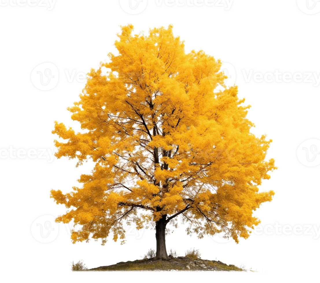 Tree in fall isolated on white or transparent background cutout. Generative AI png