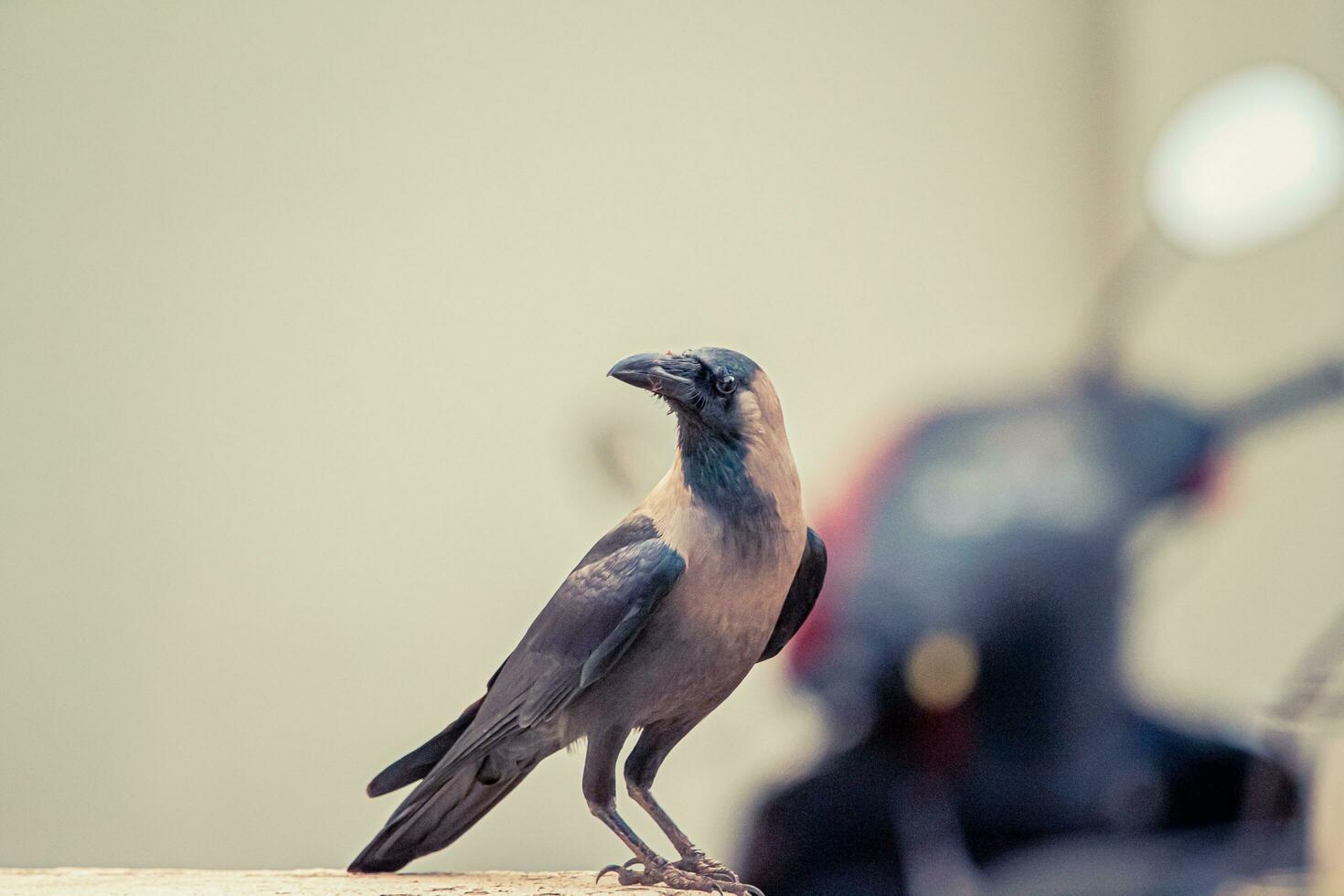 a crow is standing on a ledge photo