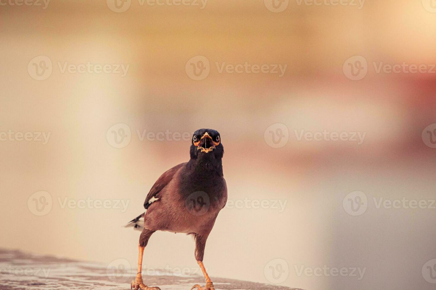 a bird with its mouth open on a ledge photo