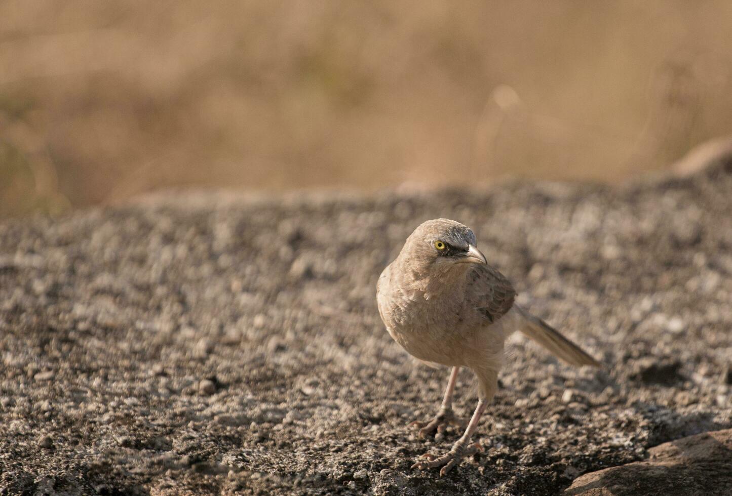 a bird standing on a rock in the dirt photo