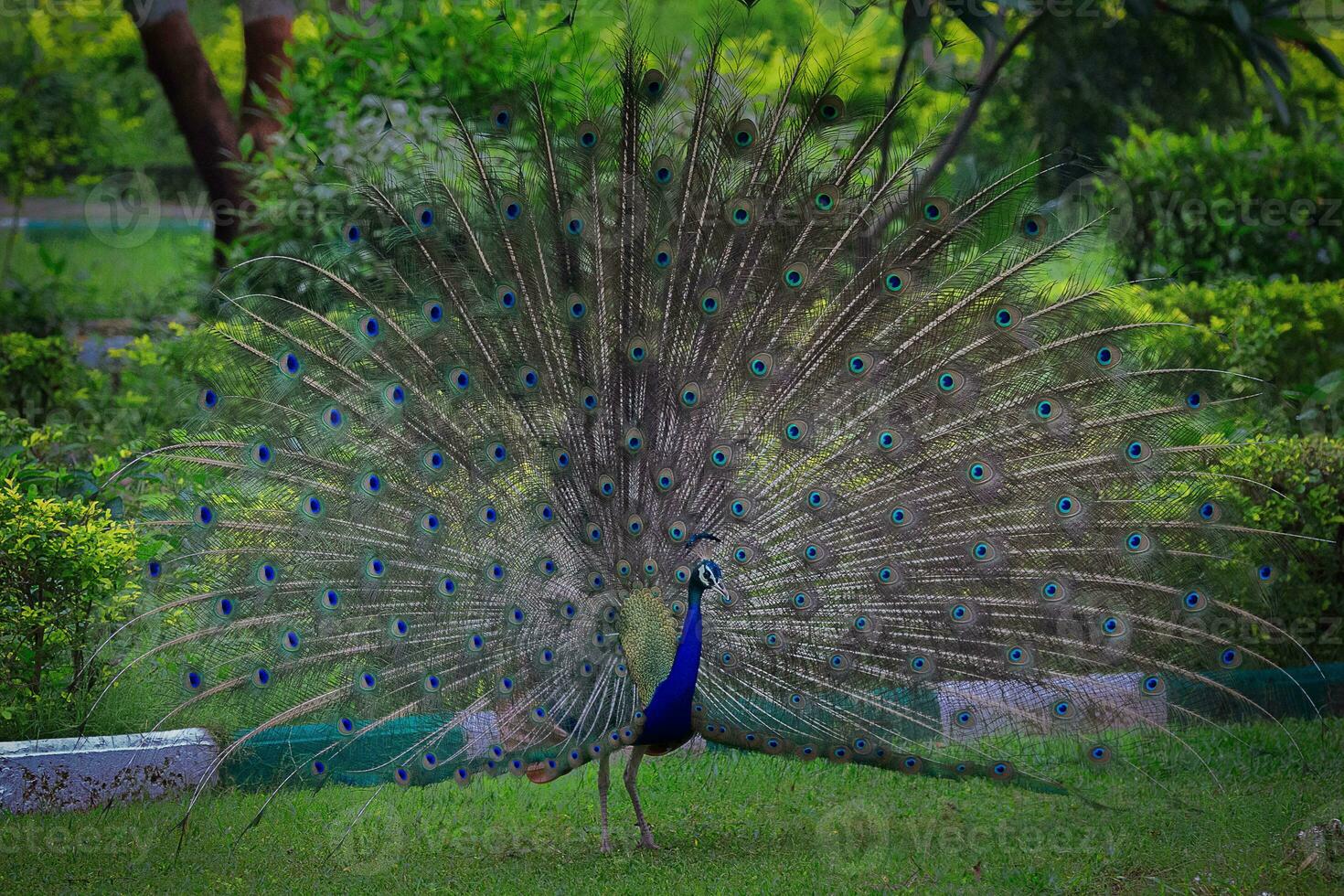 a peacock with its feathers spread out on the grass photo