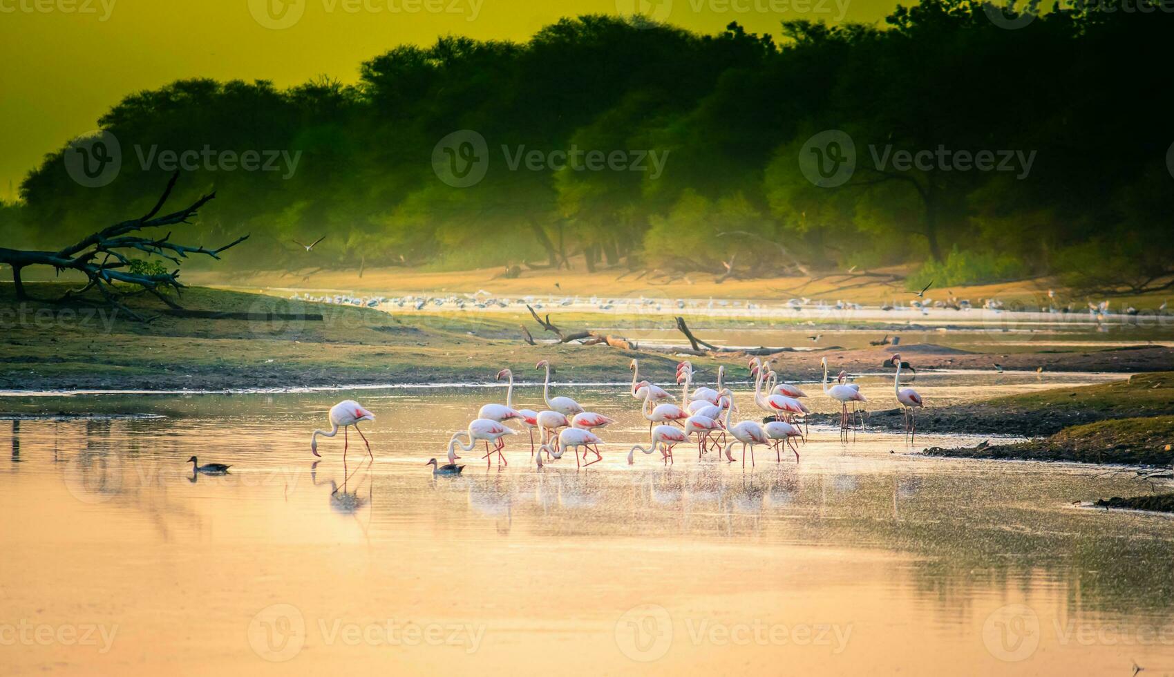 a flock of flamingos in a lake photo