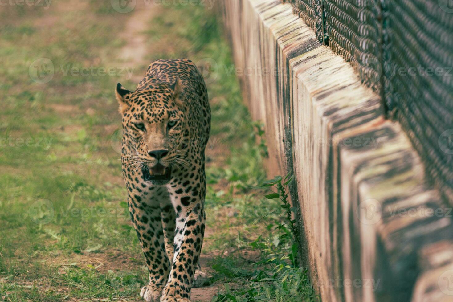 a leopard walking on the grass photo