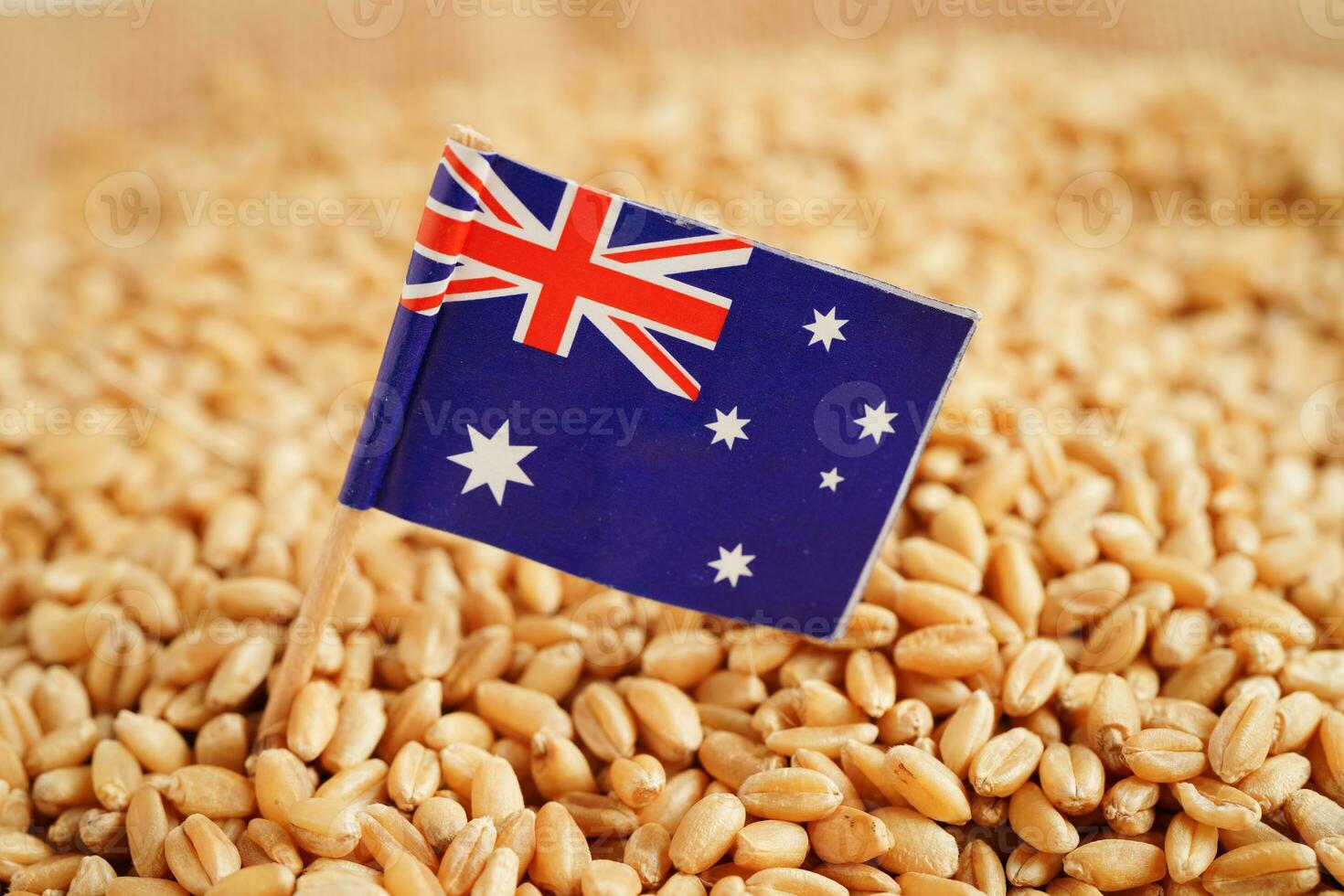 Australia flag on grain wheat, trade export and economy concept. photo