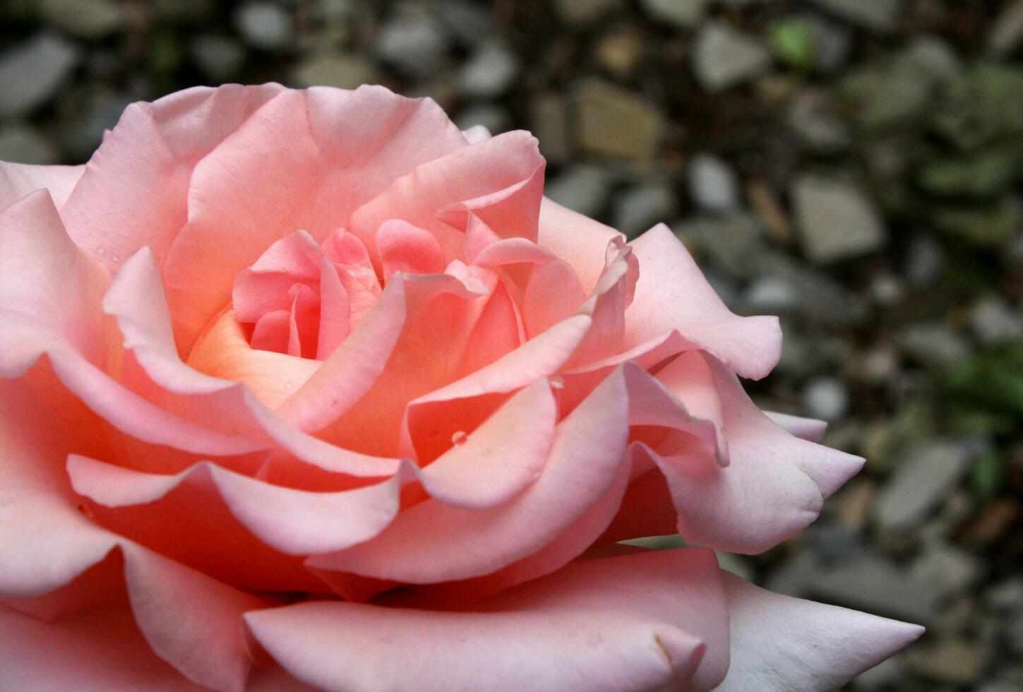 Close Up Detail of Peach Pink Colored Rose photo