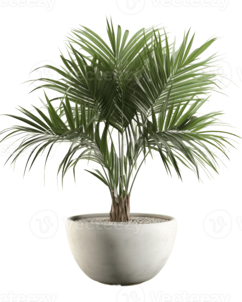 a potted palm tree on a transparent background ai generated png
