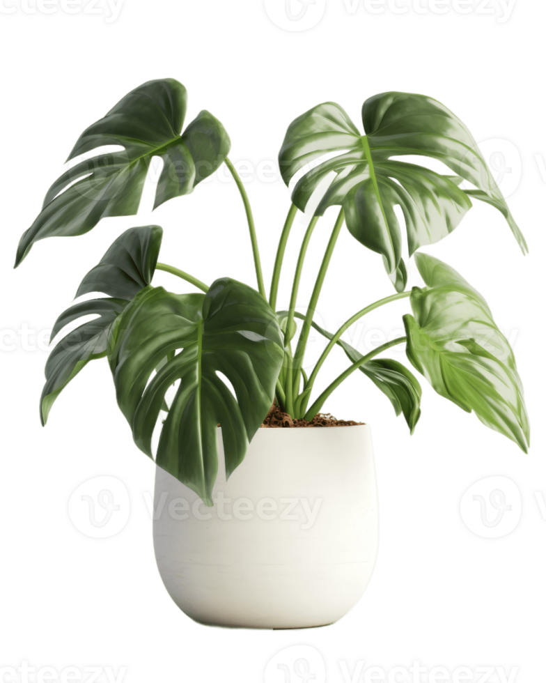 monstera plantar dentro uma Panela em uma branco fundo ai gerado png