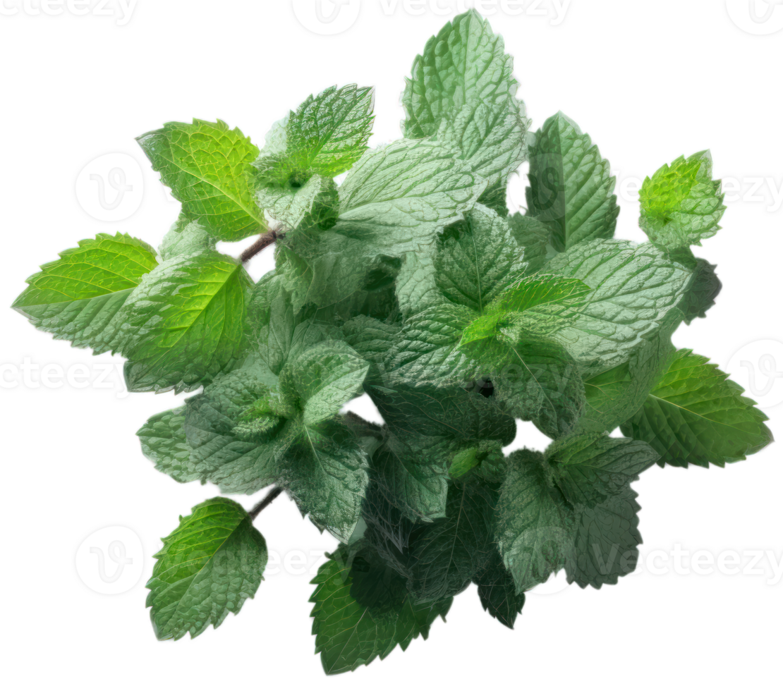 fresh mint leaves on a transparent background ai generated png