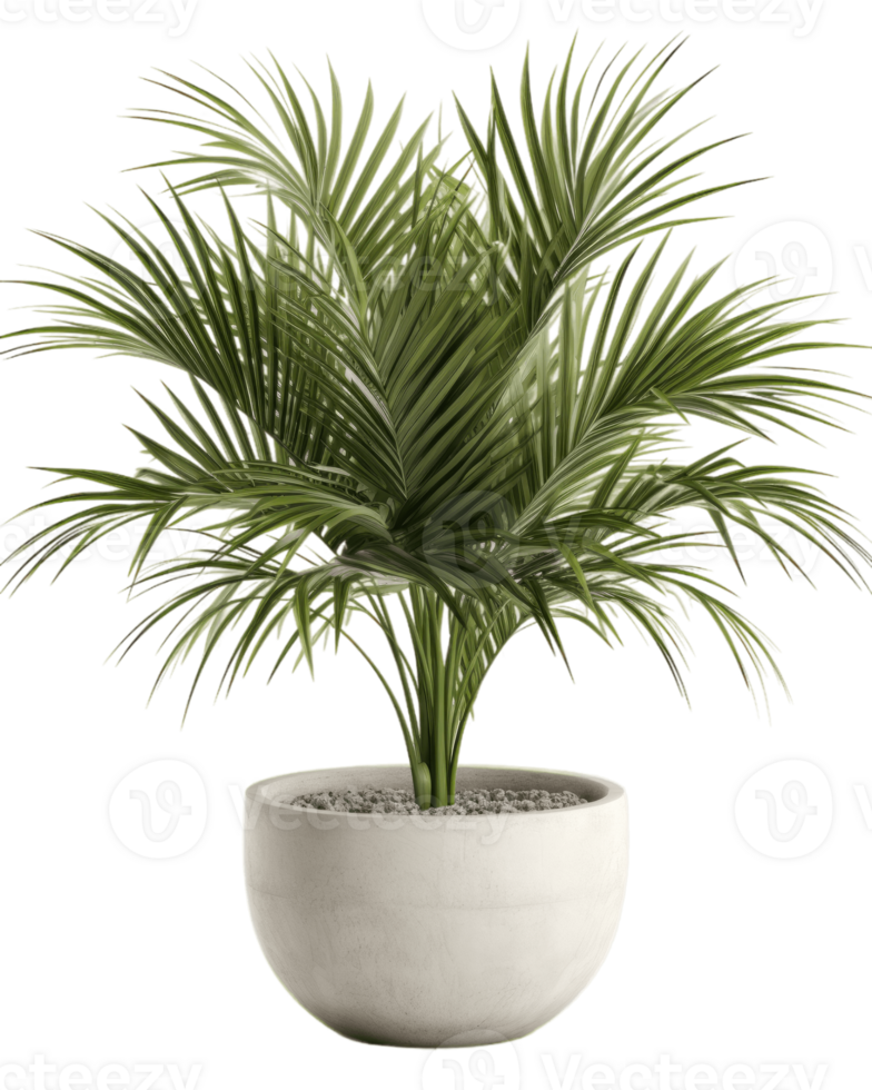 un' in vaso palma albero su un' trasparente sfondo ai generato png
