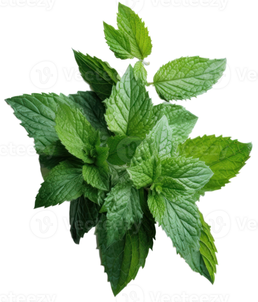 mint leaves on a transparent background ai generated png