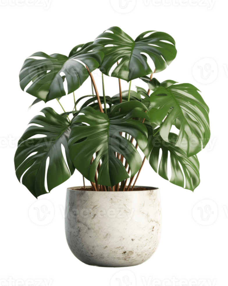 monstera plante dans une pot sur une blanc Contexte ai généré png