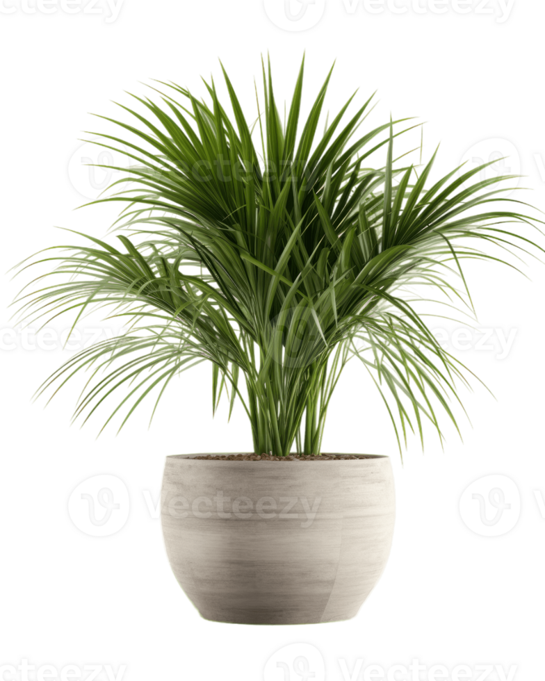 a potted palm tree on a transparent background ai generated png