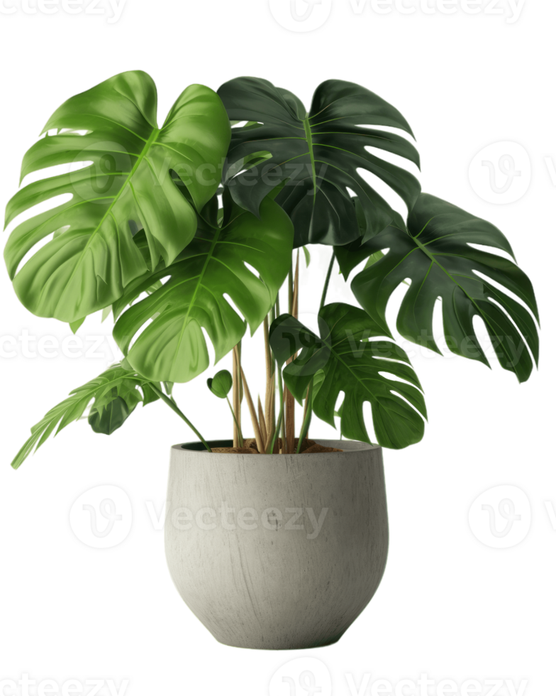 monstera plant in a pot on a white background ai generated png