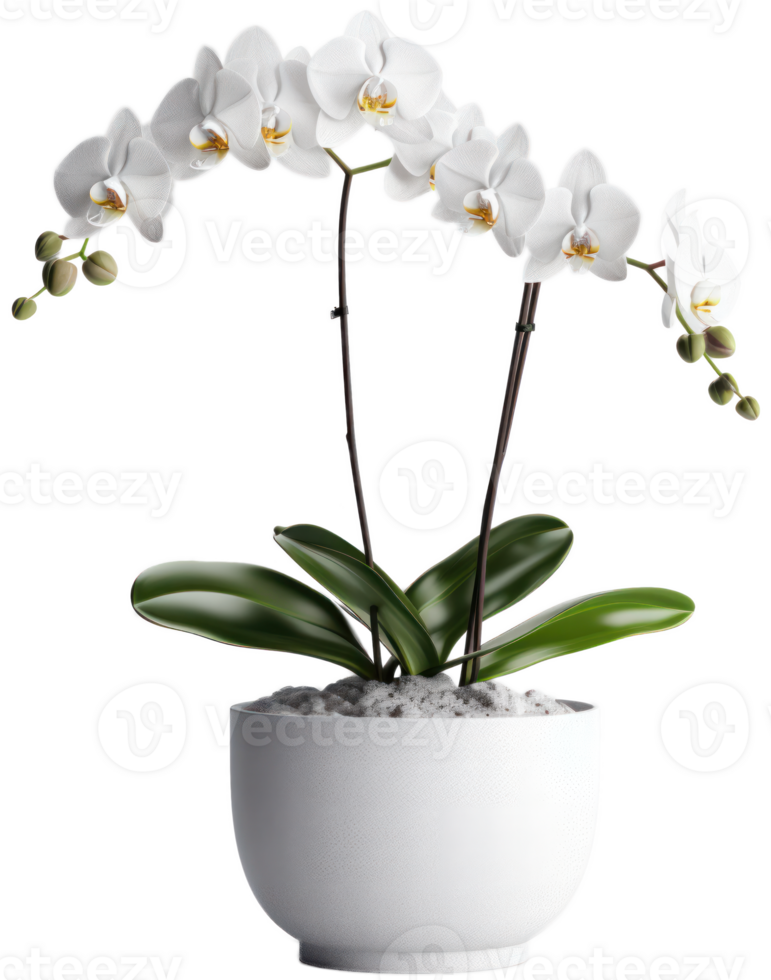 white orchid plant in a white pot png