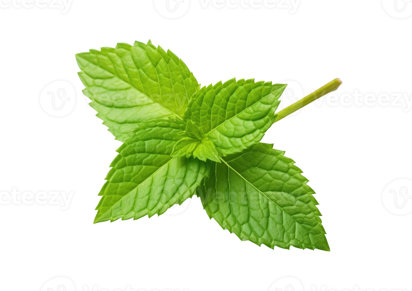 Fresh mint isolated on transparent background. PNG file, cut out. AI Generated