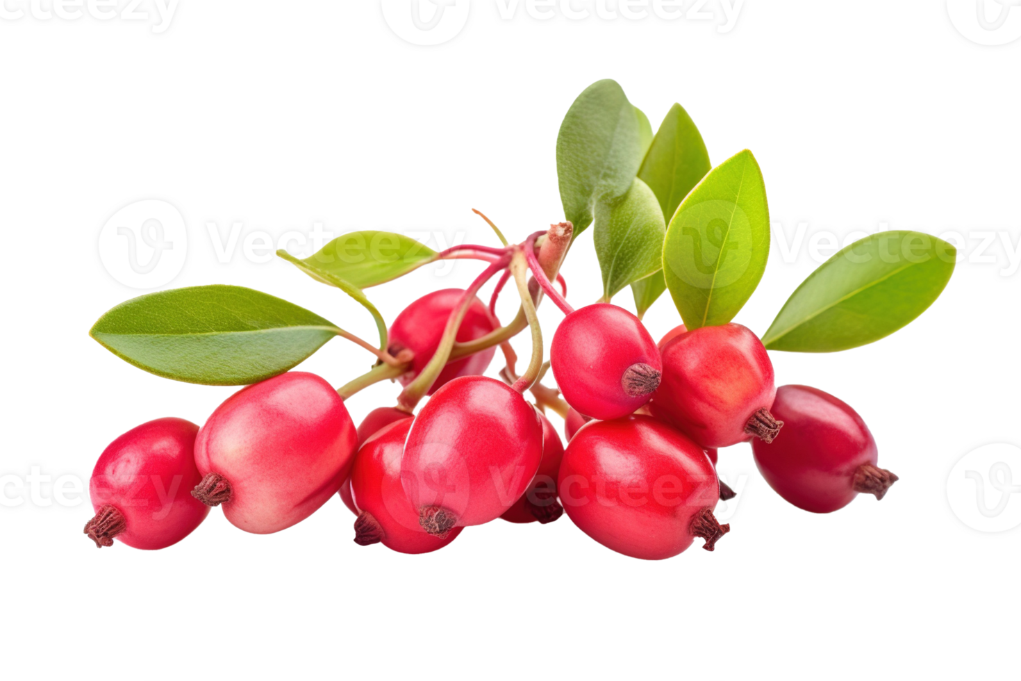 Honeysuckle berry isolated on transparent background. PNG file, cut out. AI Generated