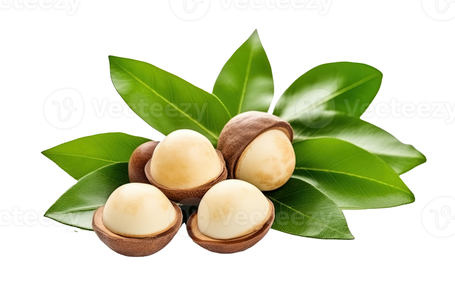 Macadamia nuts with leaves isolated on transparent background. PNG file, cut out. AI Generated