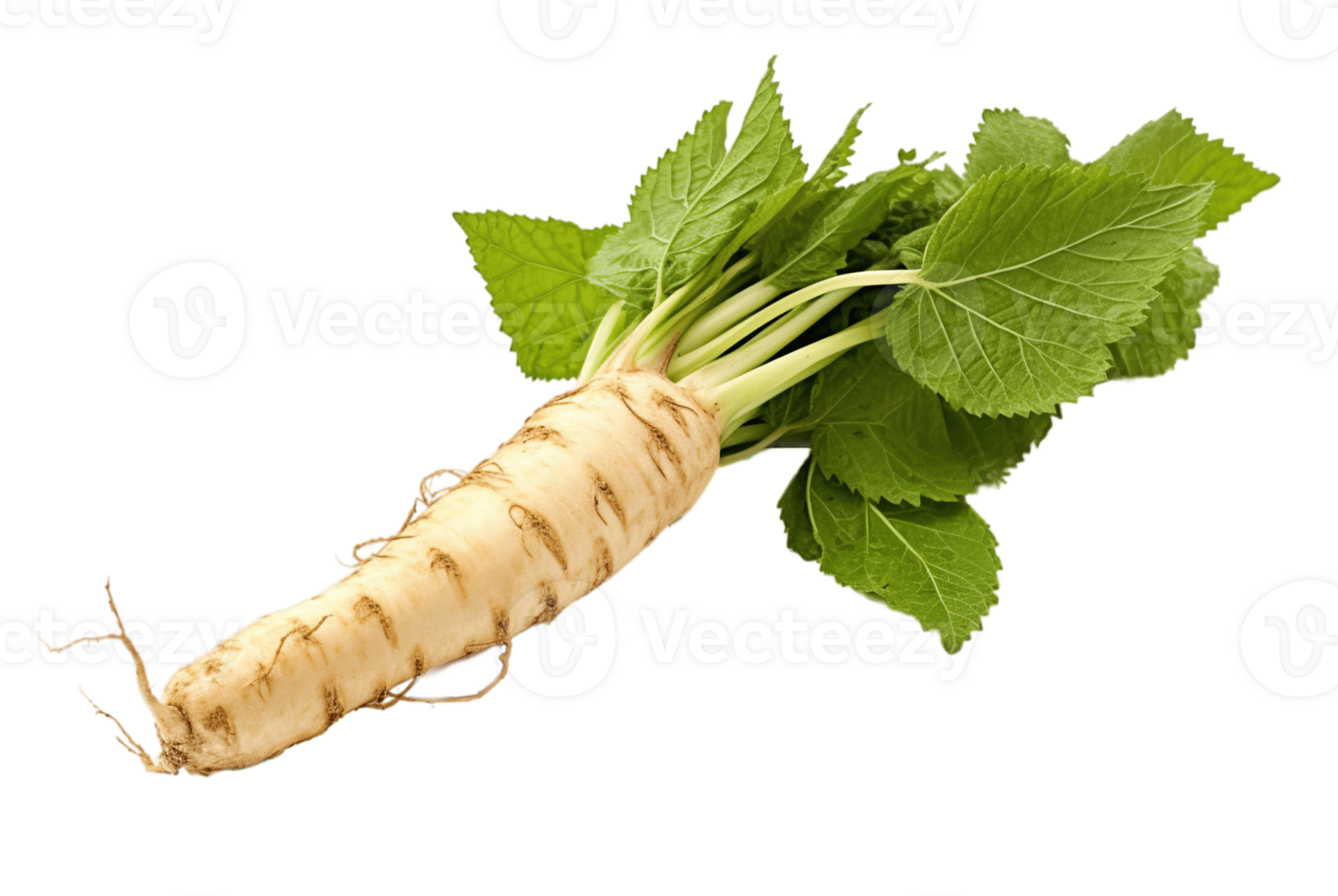 Horseradish root isolated on transparent background. PNG file, cut out. AI Generated