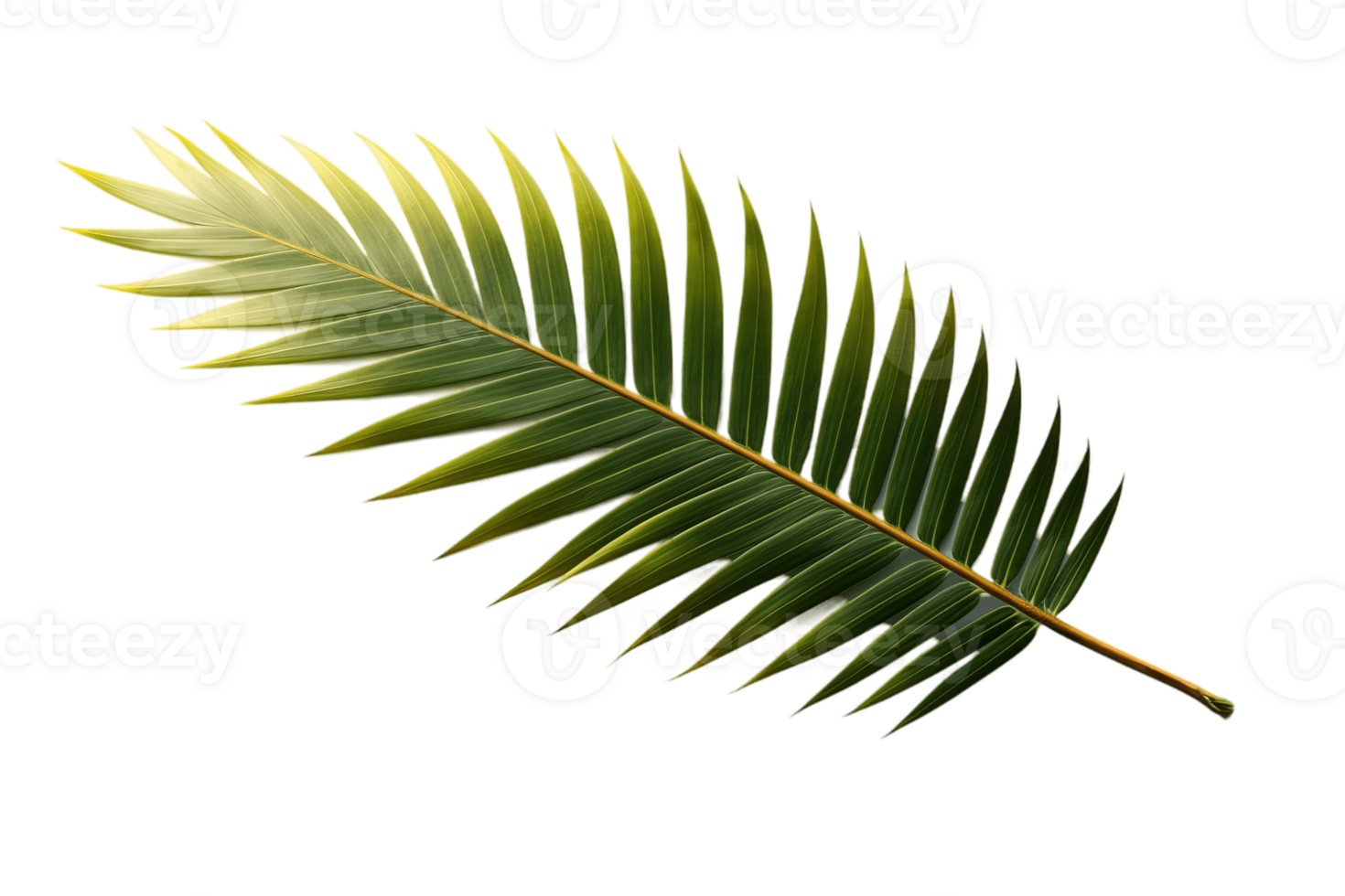 Palm tree leaves isolated on transparent background. PNG file, cut out. AI Generated