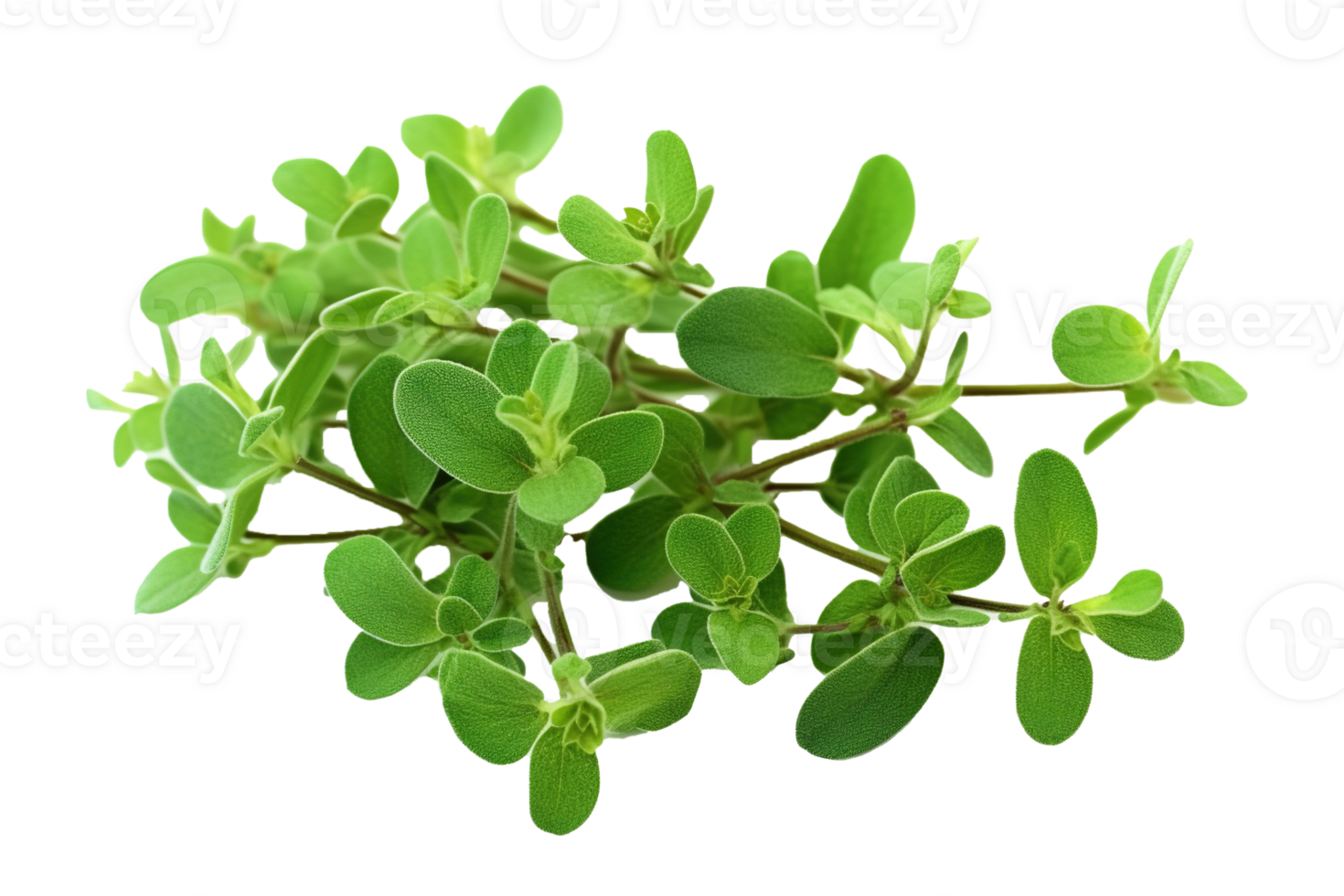 Marjoram twigs isolated on transparent background. PNG file, cut out. AI Generated