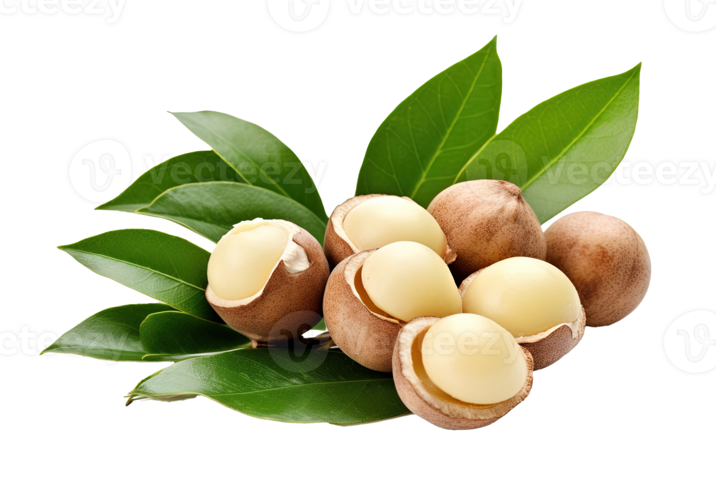 Macadamia nuts with leaves isolated on transparent background. PNG file, cut out. AI Generated