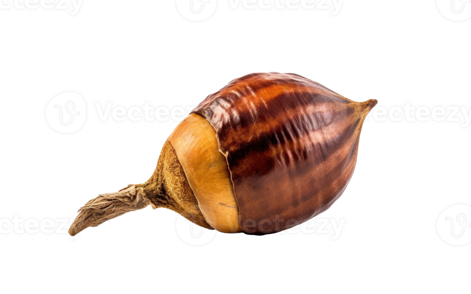 Dried acorn isolated on transparent background. PNG file, cut out. AI Generated