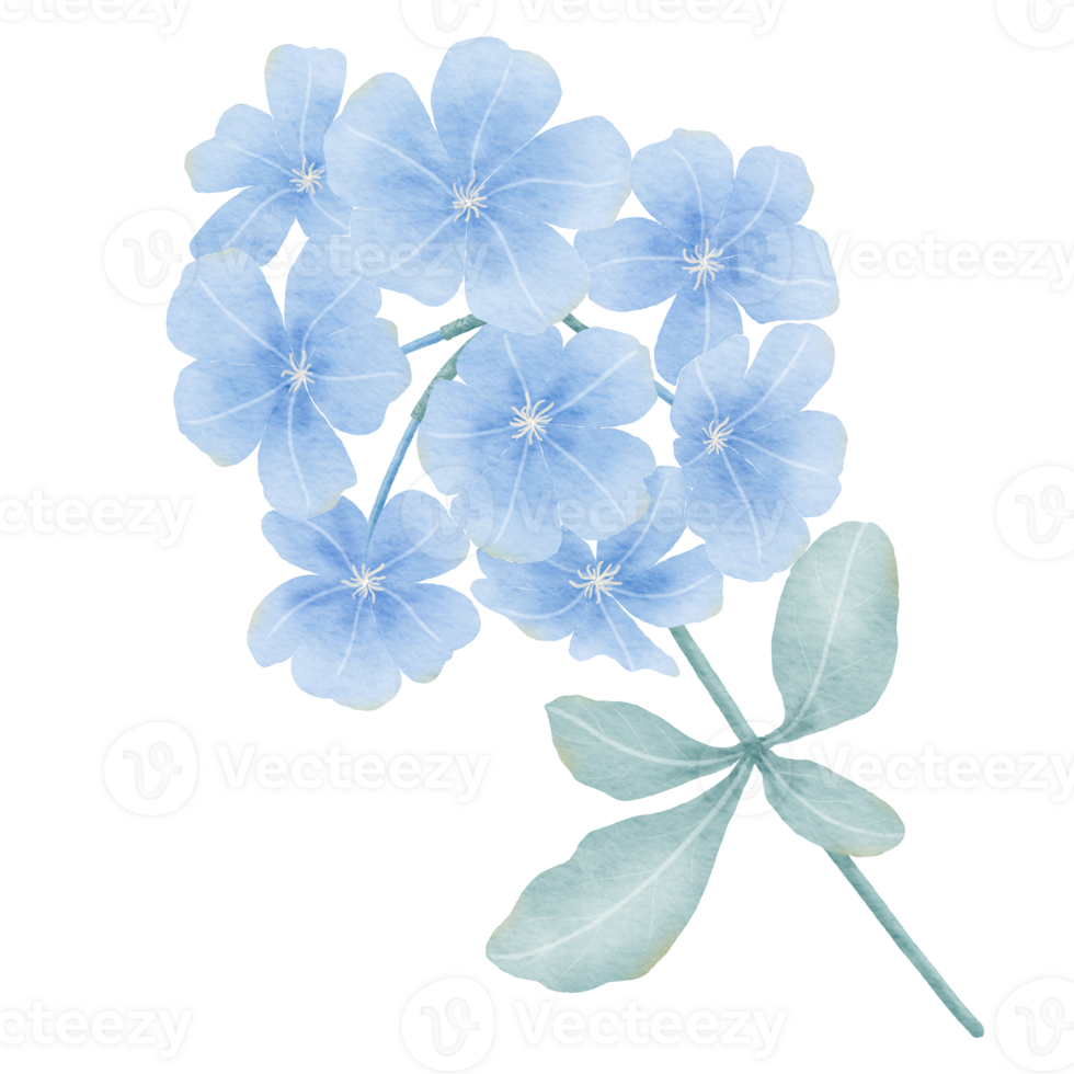 Blue flowers watercolor style png
