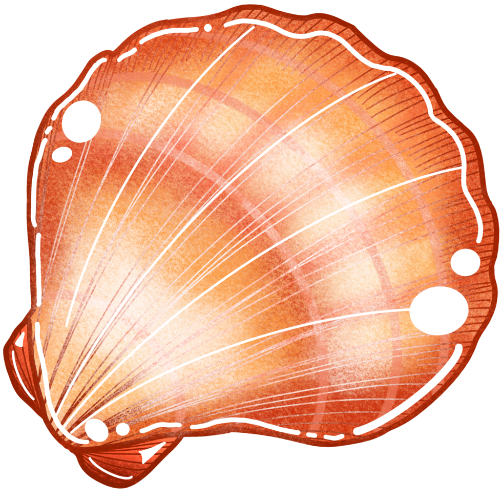 A scallops, drawing image illustration 27257633 PNG