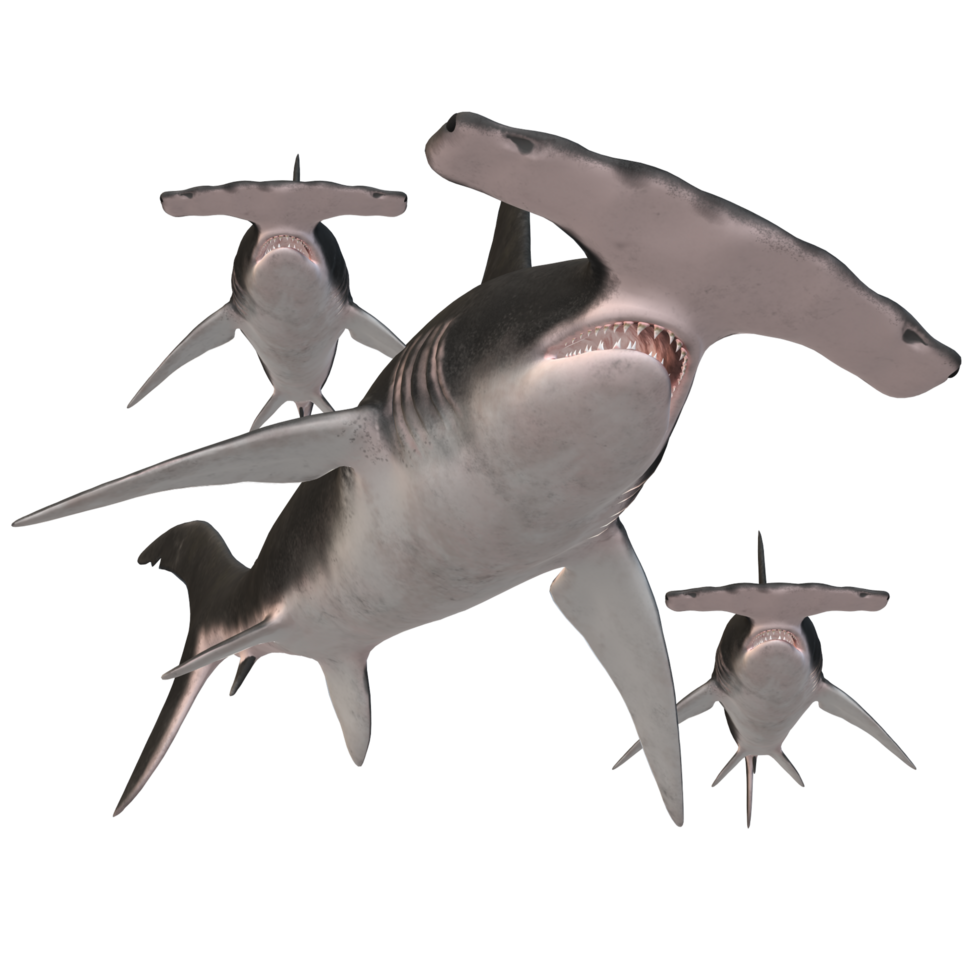 swimming shark illustration png