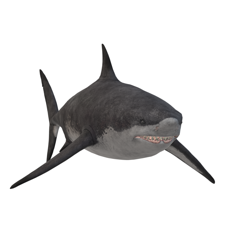 swimming shark illustration png