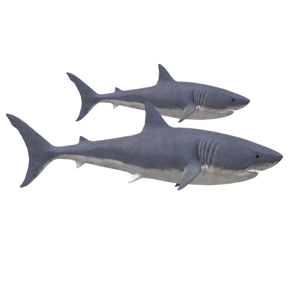 swimming shark illustration png