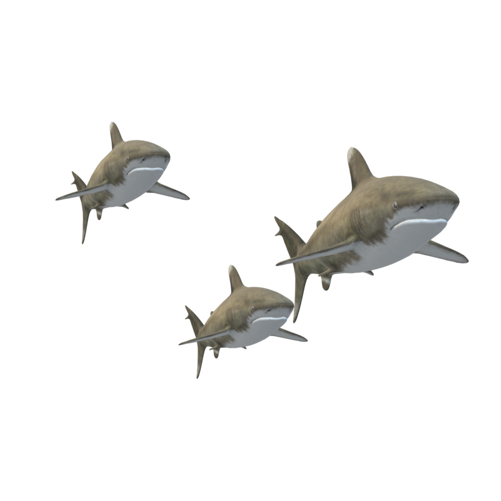 swimming shark illustration png