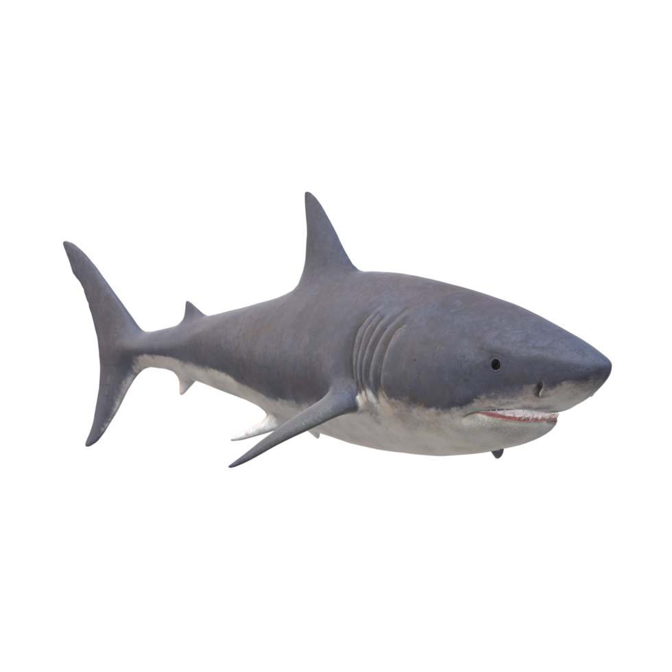 swimming shark illustration png