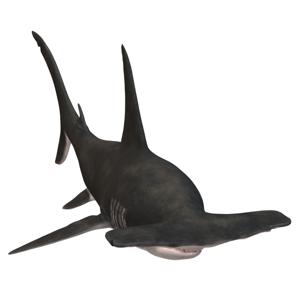 swimming shark illustration png