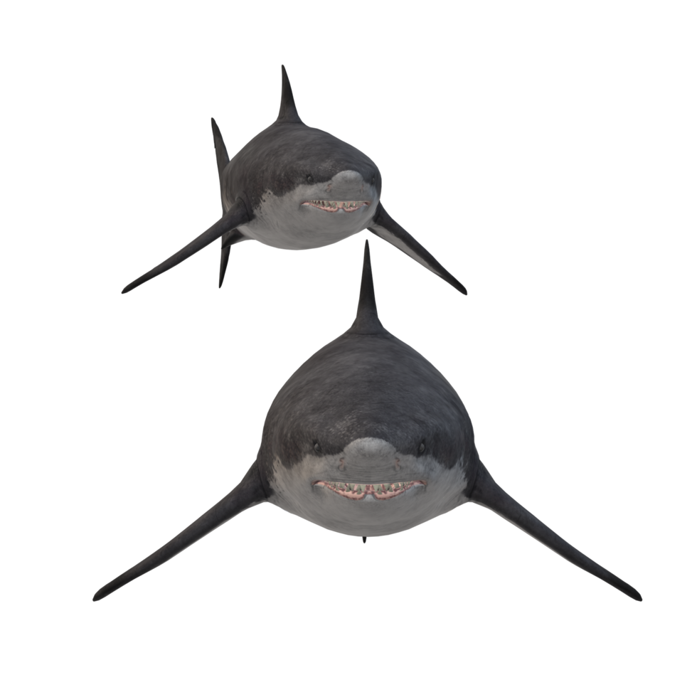 swimming shark illustration png